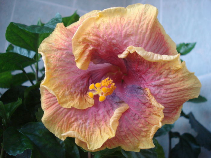 DSC06168 - HIBISCUS 2016