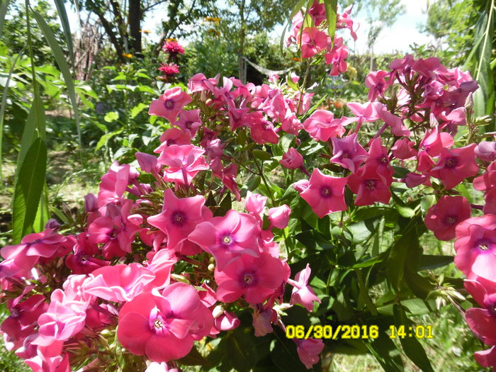 phlox roz - Plante perene cu flori