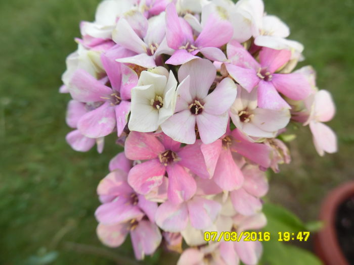 phlox Sherbet blend - Plante perene cu flori