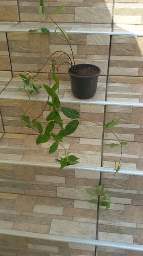 20160730_120530 - Passiflora