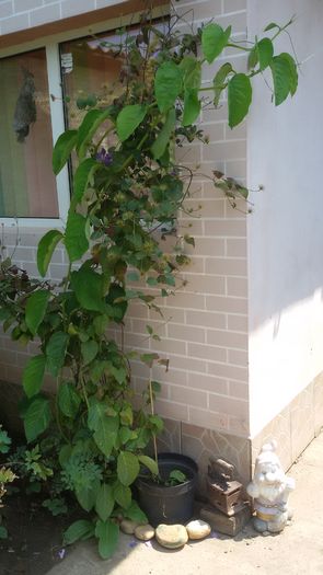 20160730_121517 - Passiflora alata