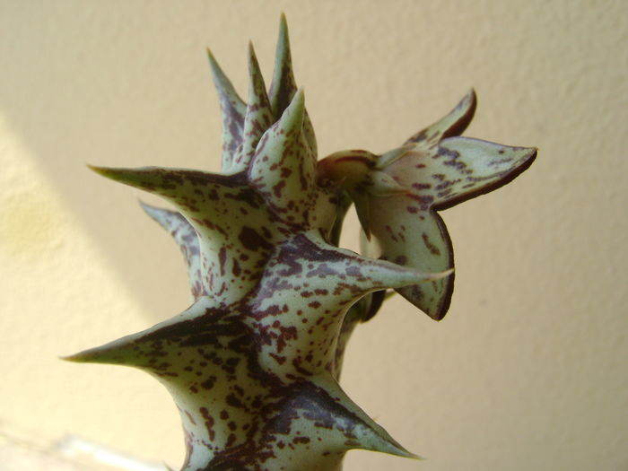 Orbea decaisneana hb.