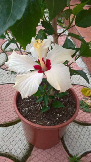 WP_20160730_08_40_26_Pro - Hibiscus Classic White