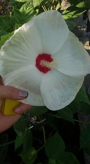 hb2 - Hibiscus Moscheutos