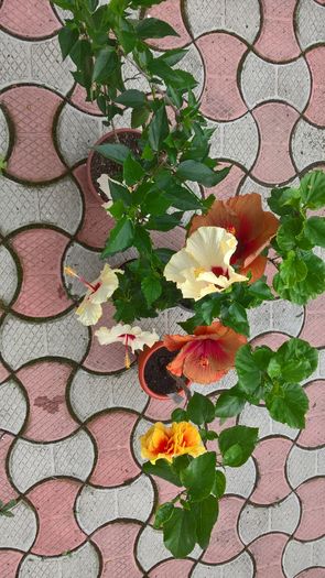 WP_20160730_08_40_00_Pro