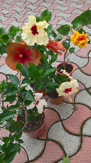 WP_20160730_08_40_09_Pro