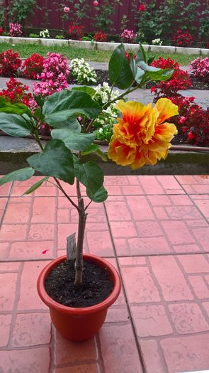 WP_20160730_08_37_40_Pro - Hibiscus Fruitango