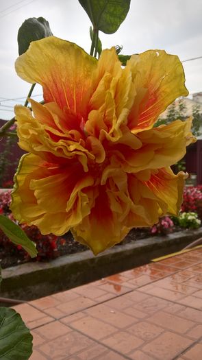 WP_20160730_08_37_55_Pro - Hibiscus Fruitango