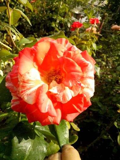 nr 31 - 0 TRANDAFIRI DIMOV 2016