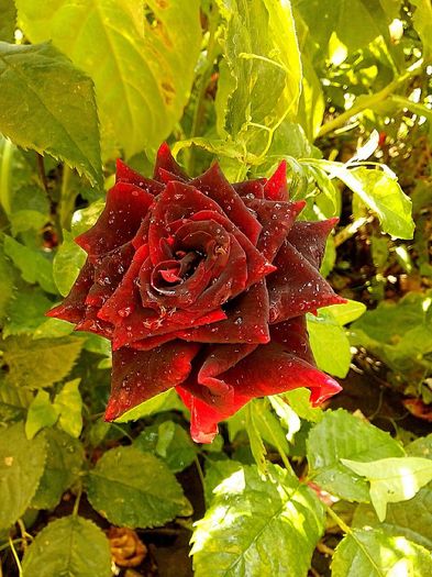 nr 19 - 0 TRANDAFIRI DIMOV 2016