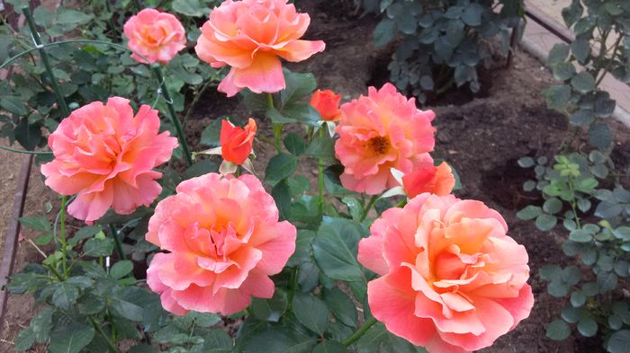 Easy does it 19-2016