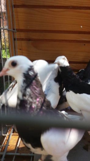 13872566_1141352572590115_1600013949_n