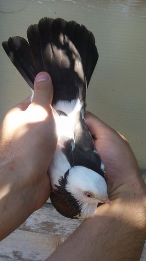 13866719_1141353079256731_1781927622_n