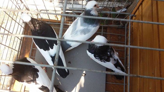 13866801_1141353019256737_1303072363_n