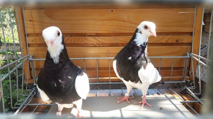 13867111_1141353222590050_1950238703_n