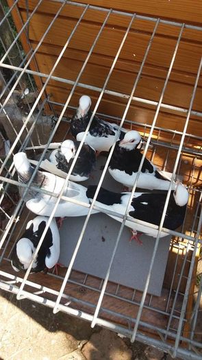 13883868_1141352975923408_886359433_n