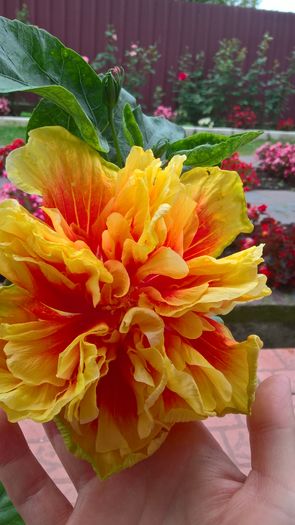 WP_20160730_08_38_17_Pro - Hibiscus Fruitango