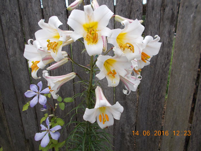 DSCN3064 - Copie - CRINI DE GRADINA 2016-2019