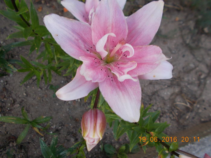 DSCN3118 - CRINI DE GRADINA 2016-2019