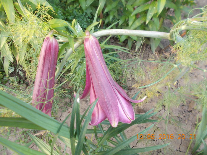 DSCN3161 - CRINI DE GRADINA 2016-2019