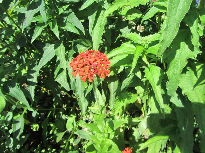 IMG_0117 - Flori de gradina-2016-Vara
