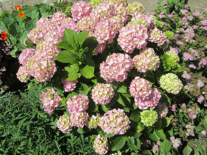 IMG_0119 - Flori de gradina-2016-Vara