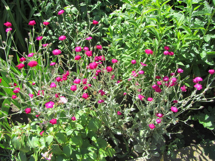 IMG_0122 - Flori de gradina-2016-Vara