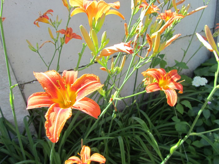 IMG_0124 - Flori de gradina-2016-Vara