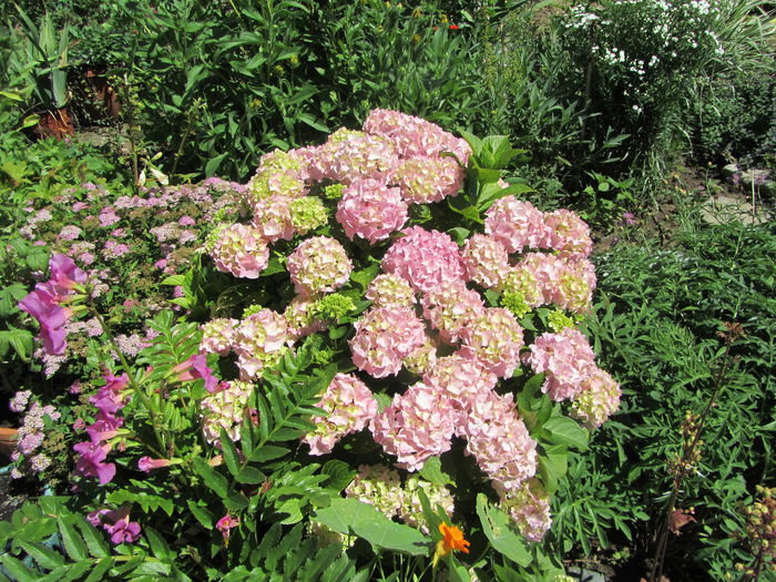 IMG_0126 - Flori de gradina-2016-Vara