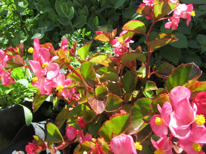 IMG_0127 - Flori de gradina-2016-Vara