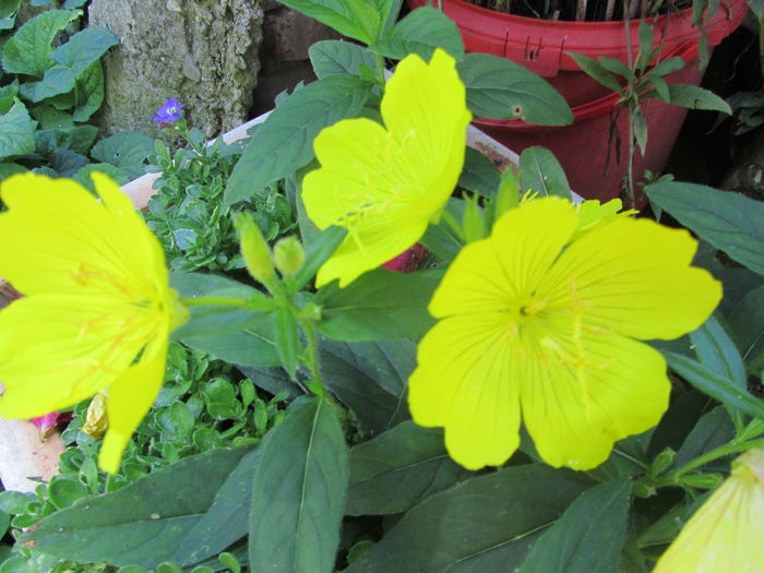Oenothera fruticosa - Flori de gradina-2016-Vara