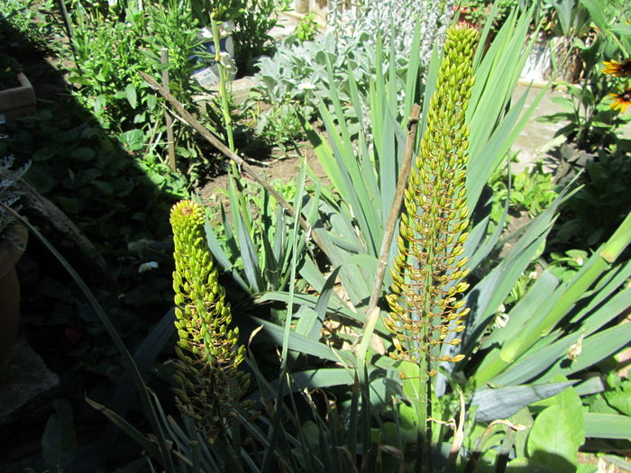 Eremurus - Flori de gradina-2016-Vara
