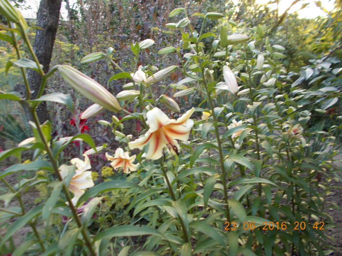 DSCN3190 - CRINI DE GRADINA 2016-2019