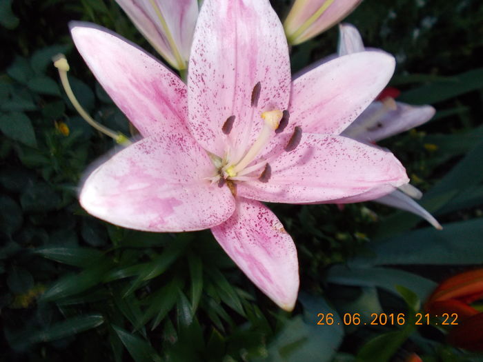 DSCN3207 - CRINI DE GRADINA 2016-2019