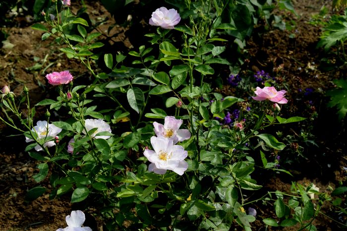 Escapade_Multumesc Carina