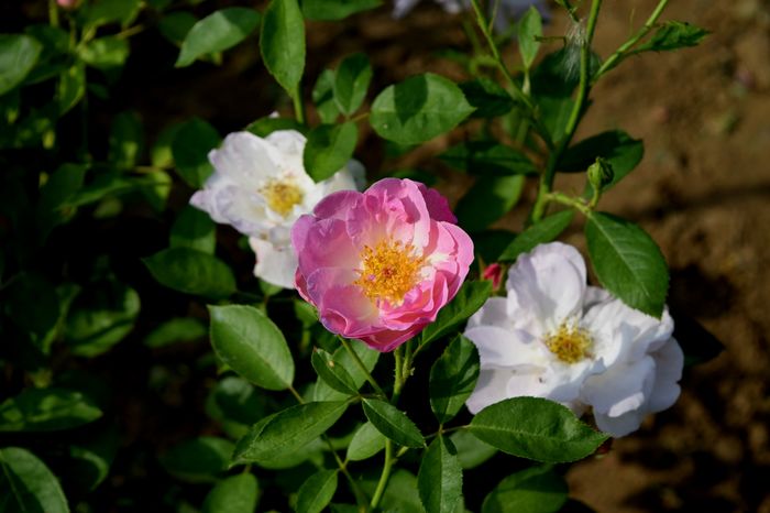 Escapade mai frumos decat credeam !