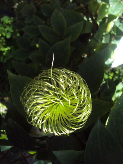 DSC03330 - CLEMATITE