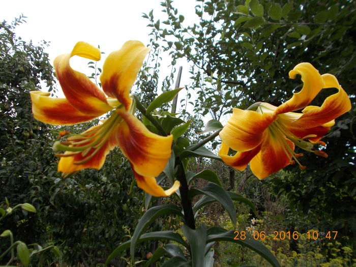 DSCN3254 - CRINI DE GRADINA 2016-2019