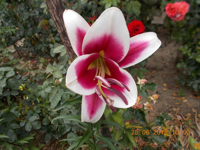 DSCN3263 - CRINI DE GRADINA 2016-2019
