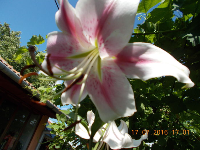 DSCN3276 - CRINI DE GRADINA 2016-2019