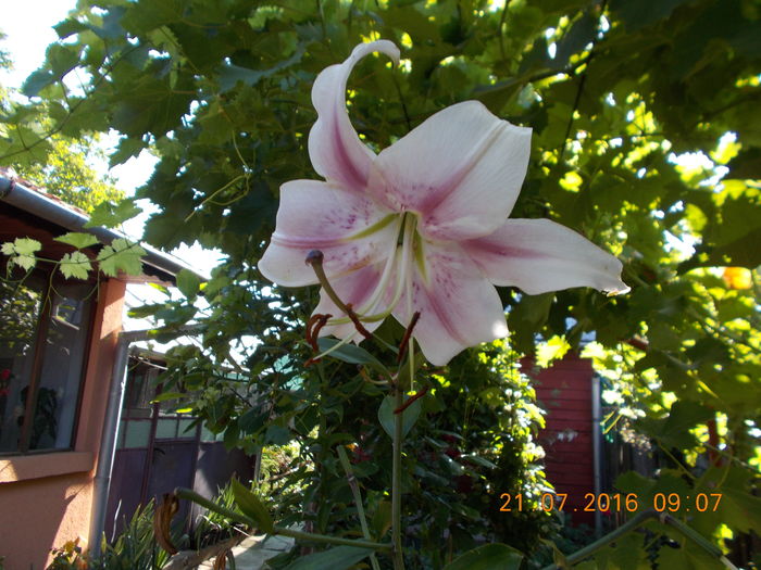 DSCN3286 - CRINI DE GRADINA 2016-2019