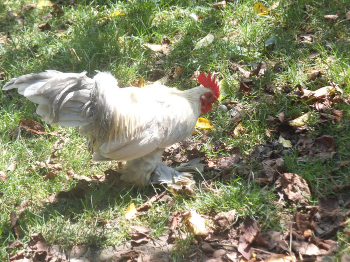 DSCF9339 - gainile mele pitice la gramada  3