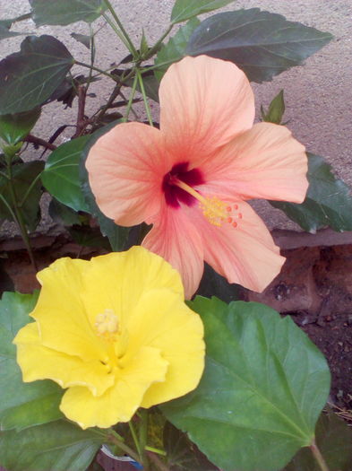 IMG_20160730_143446 - hibiscus