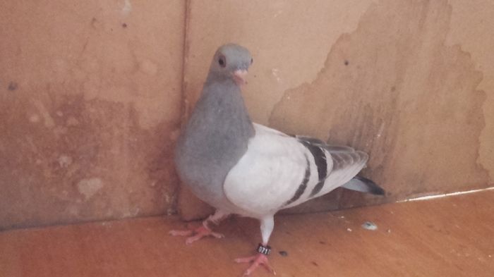 pui albastru de cluj 2016 30 lei