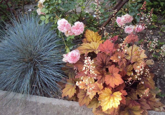 DSC03888 - 2016 Heuchera