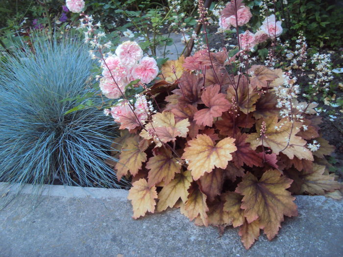 DSC03773 - 2016 Heuchera