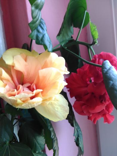IMG_20160729_125043 - Hibiscus 2015-2024