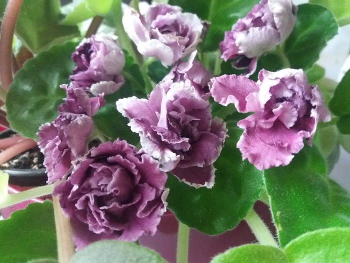 rs duchess - violete