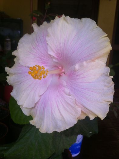 moorea gray crepe - hibiscus