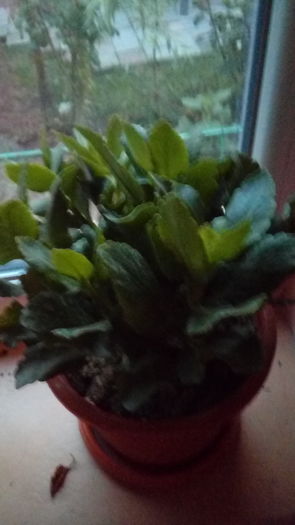 1469900738662-1501688893 - Kalanchoe